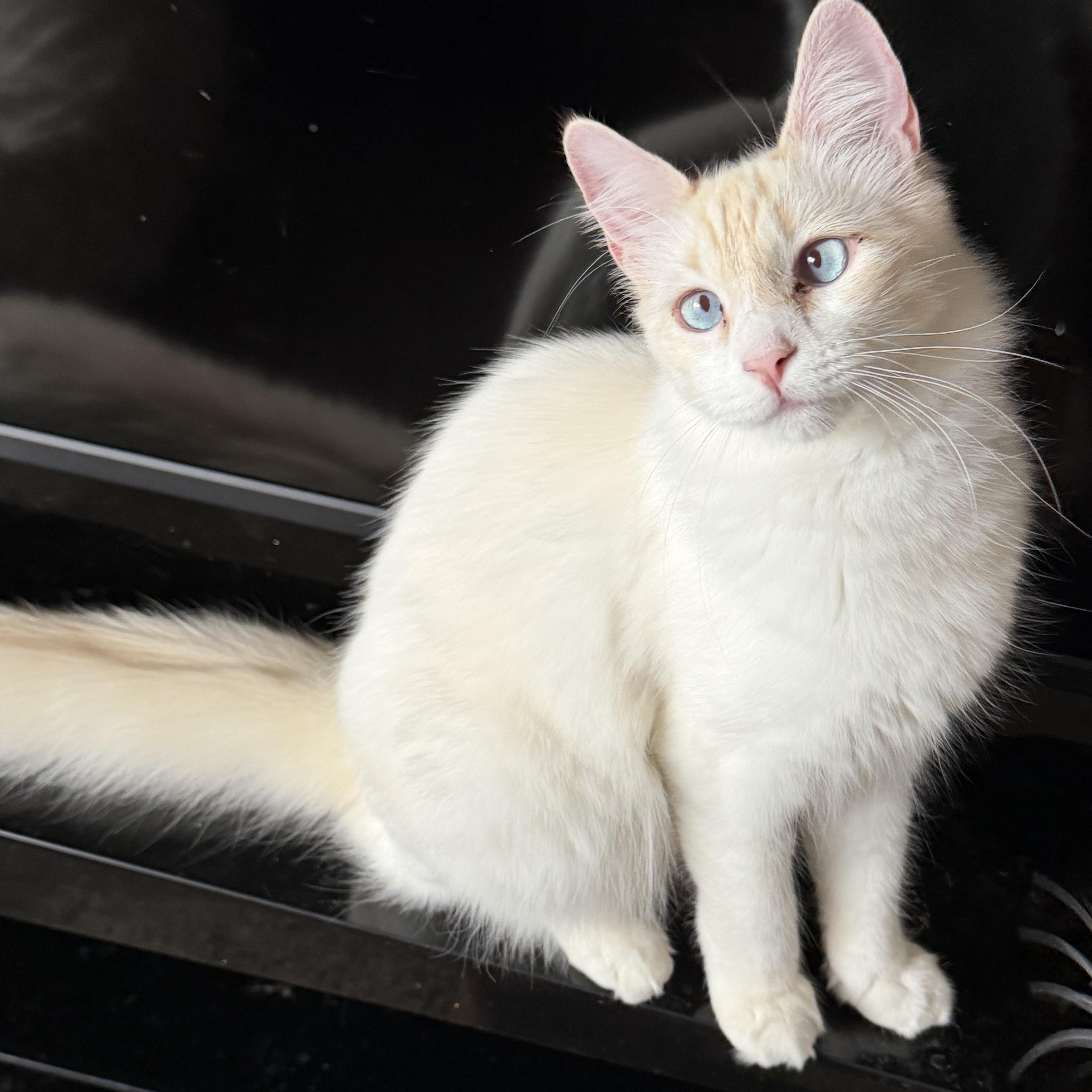 Leo M, Adoptable, Kitten Male Siamese.