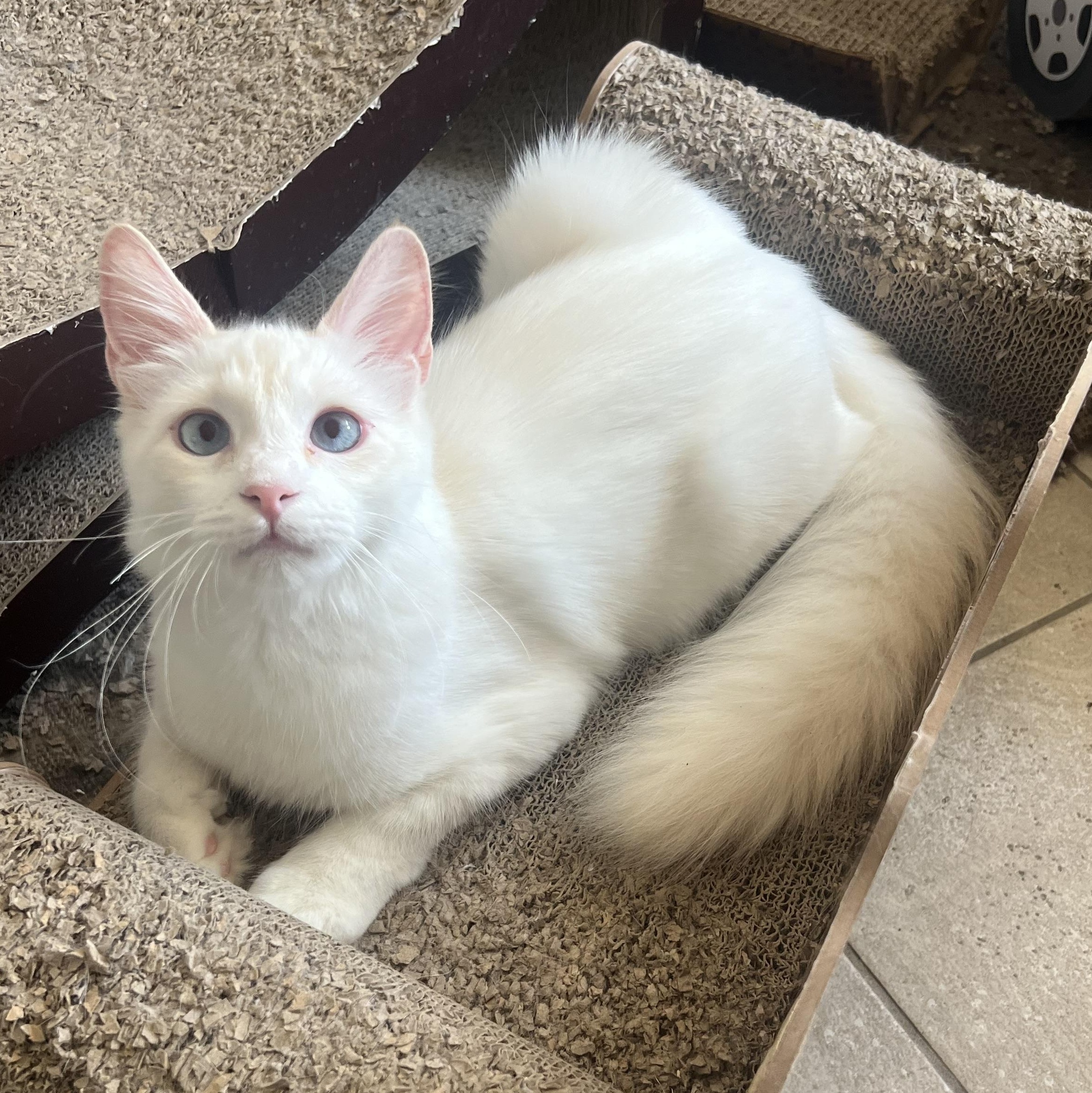 Leo M, a Adoptable Siamese in Glendora, CA image 4/4