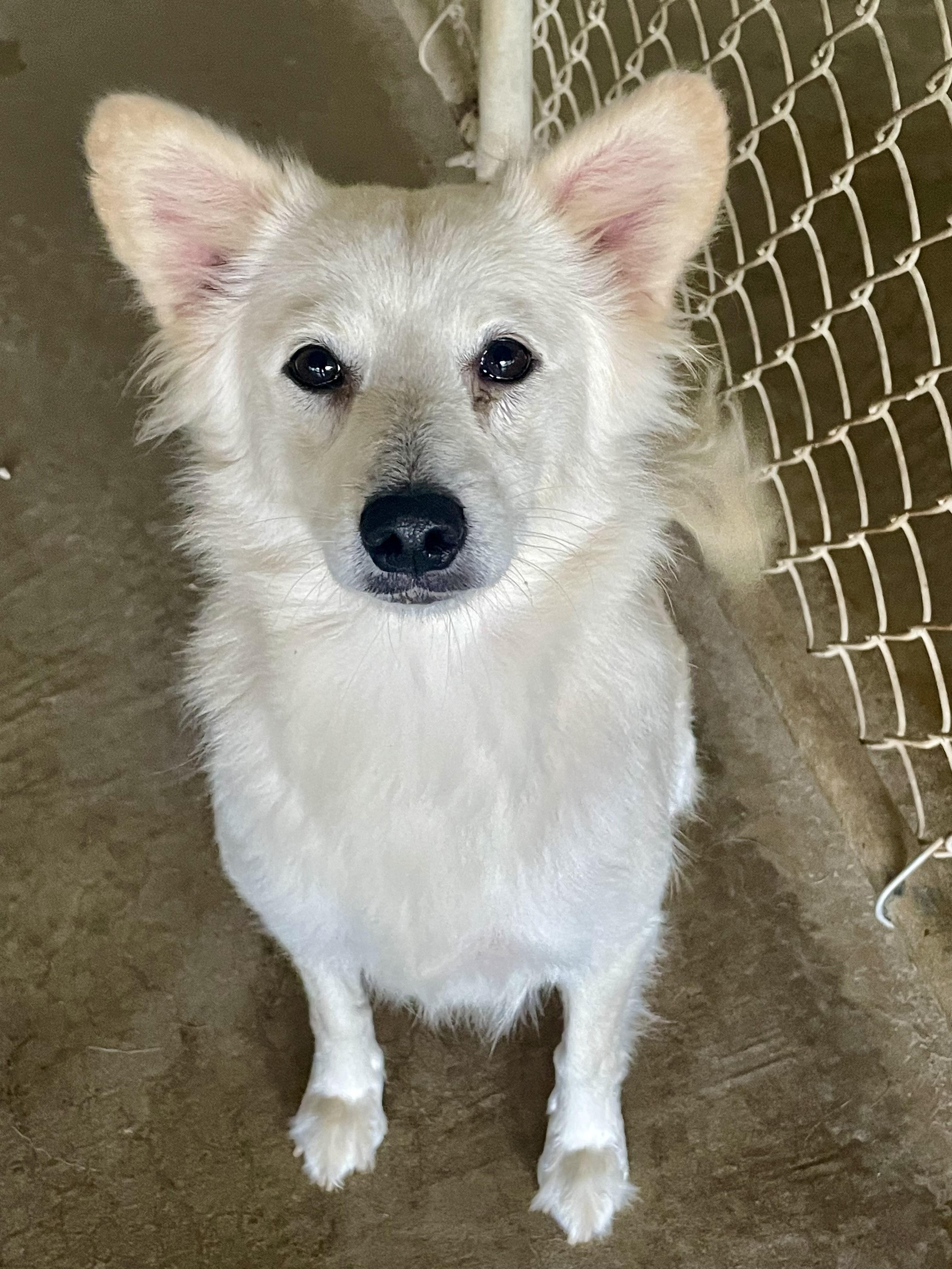 Vicki, Adopted, Adult Female Mixed Breed.