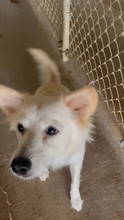 Enlarge Vicki, a Adopted Mixed Breed in Lacon, IL video 2/2