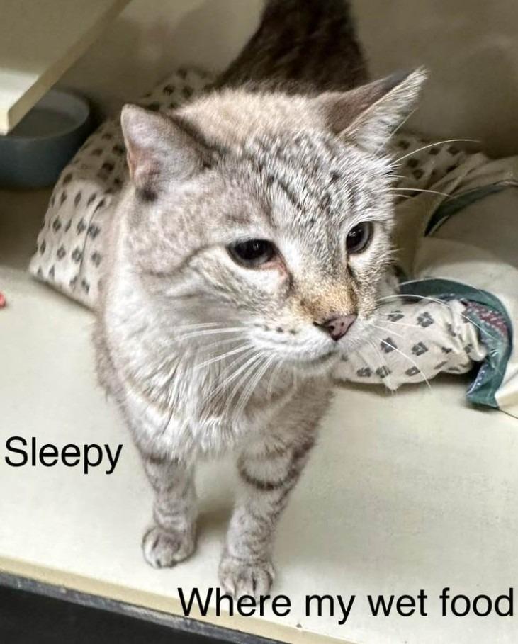 Enlarge Sleepy, a Adoptable mixed breed in Ballwin, MO image 1/4