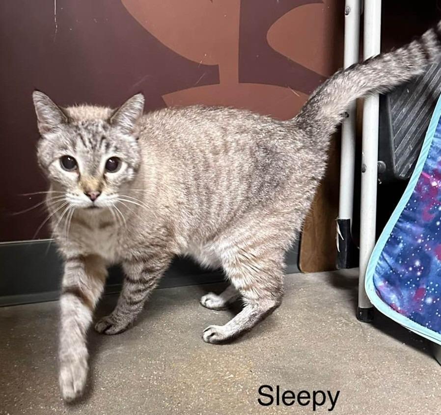 Enlarge Sleepy, a Adoptable mixed breed in Ballwin, MO image 3/4
