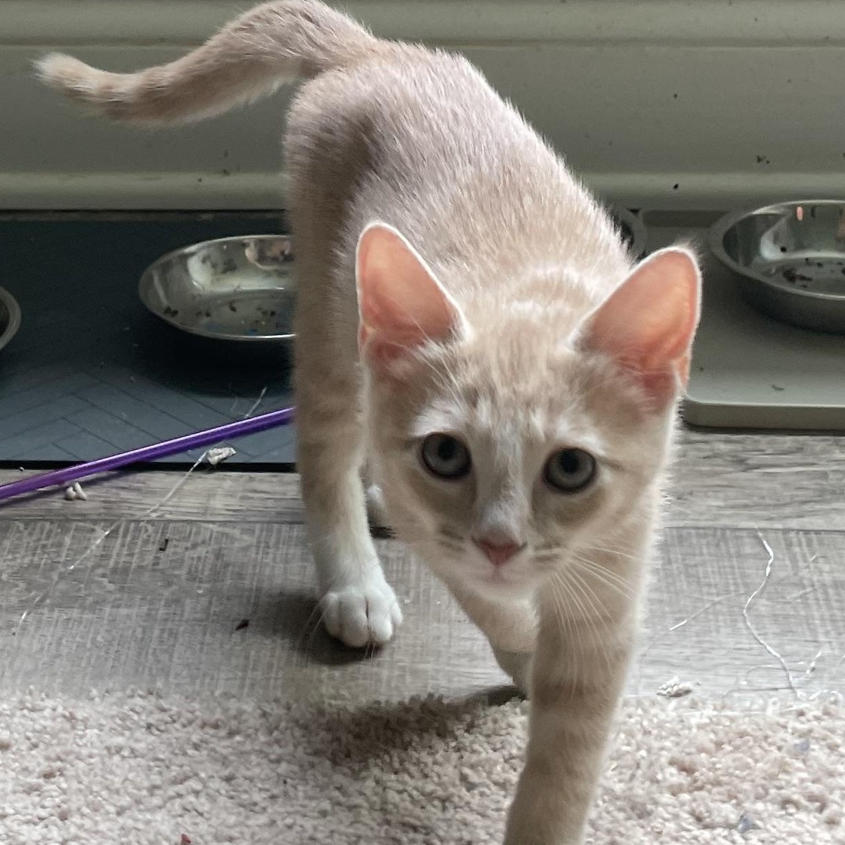 Enlarge Chip, an adopted Domestic Short Hair in lititz, PA image 4/4