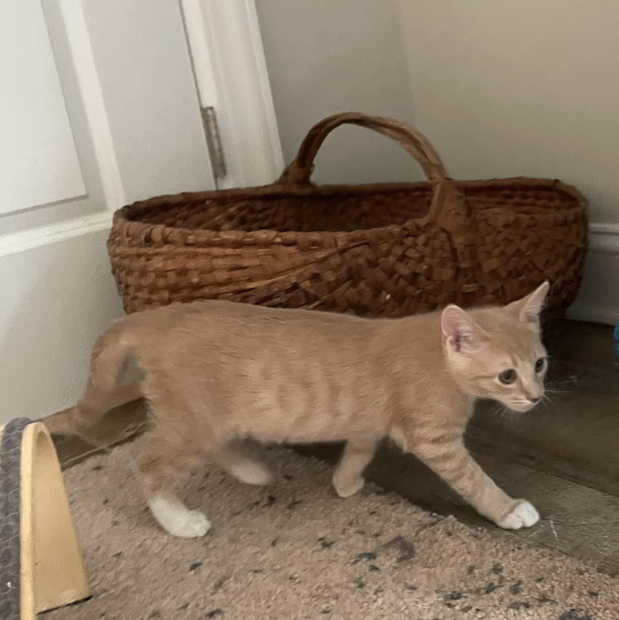 Enlarge Chip, an adopted Domestic Short Hair in lititz, PA image 3/4