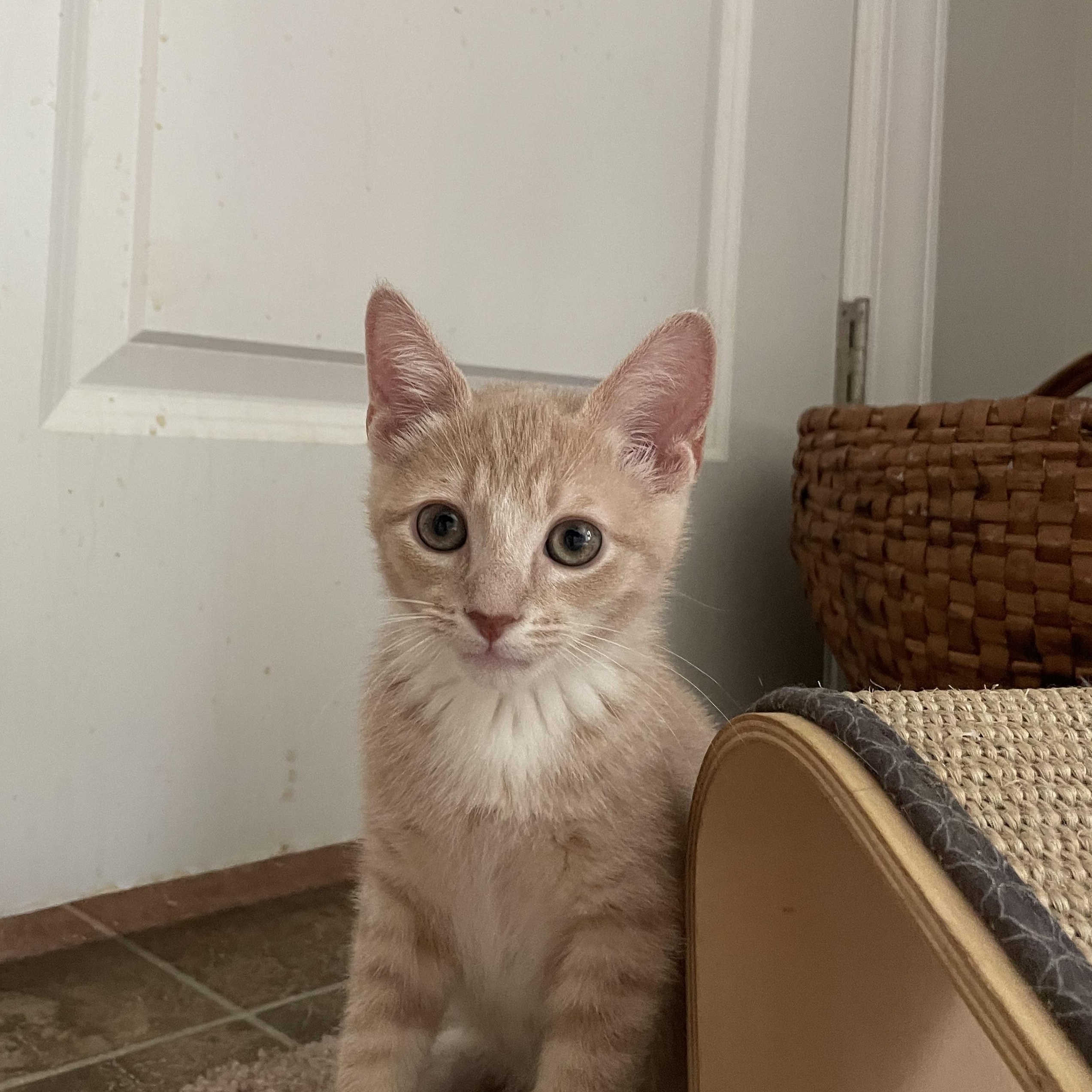 Chip, adopted, Kitten Male Domestic Short Hair.
