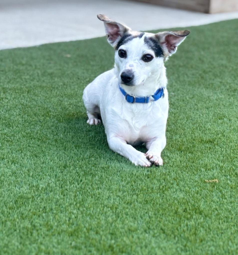 Miller, Adoptable, Adult Male Rat Terrier & Chihuahua.