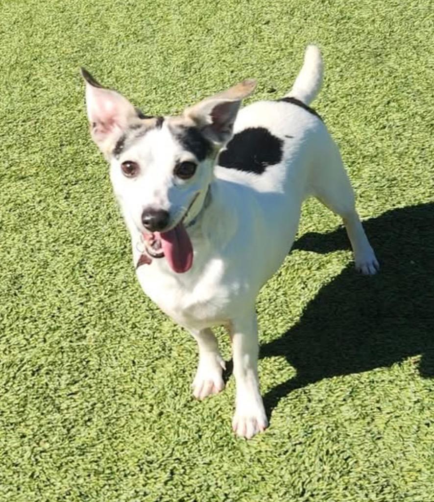 Miller, a Adoptable mixed breed in Dalton, GA image 2/4