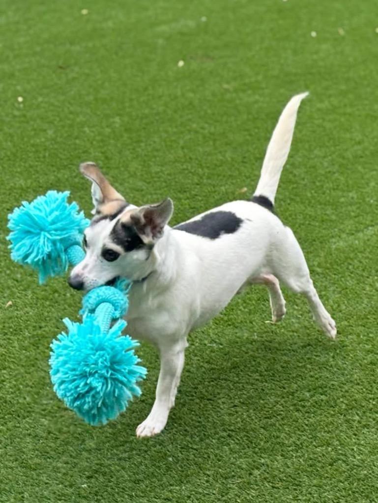 Miller, a Adoptable mixed breed in Dalton, GA image 3/4