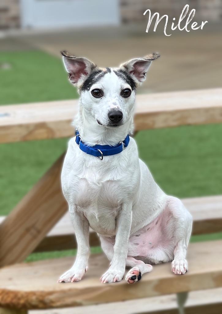 Miller, a Adoptable mixed breed in Dalton, GA image 4/4