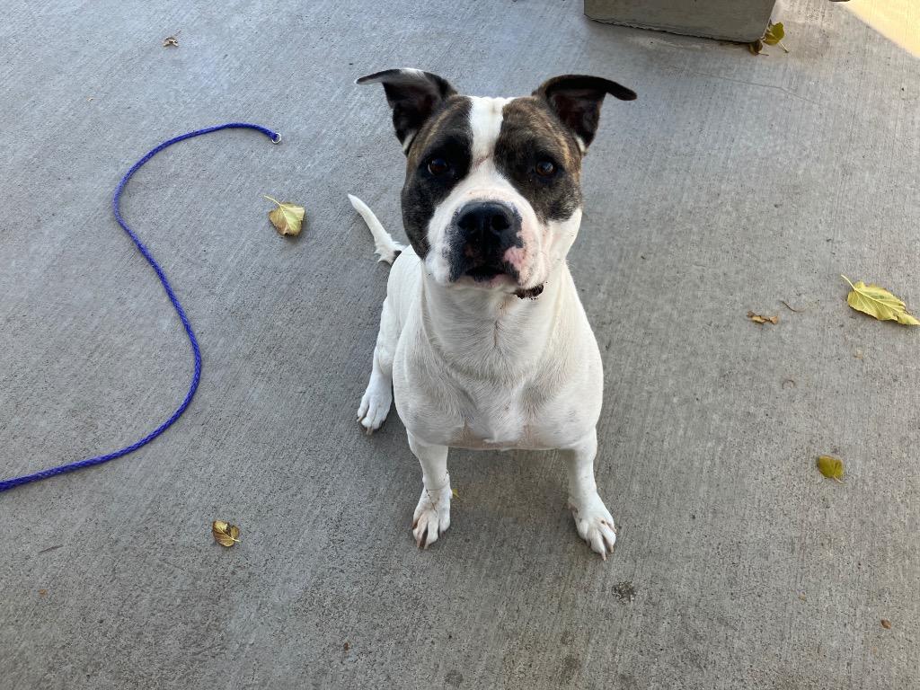 Sweetie, Adoptable, Adult Female Pit Bull Terrier.