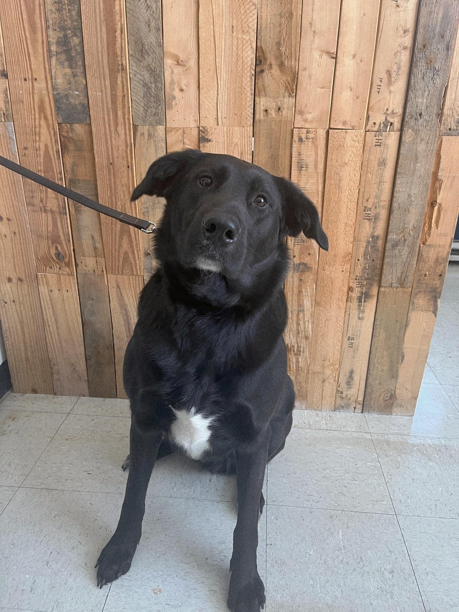 Enlarge Hammie *Available for February Adoption Special*, an adopted mixed breed in Salamanca, NY image 1/1