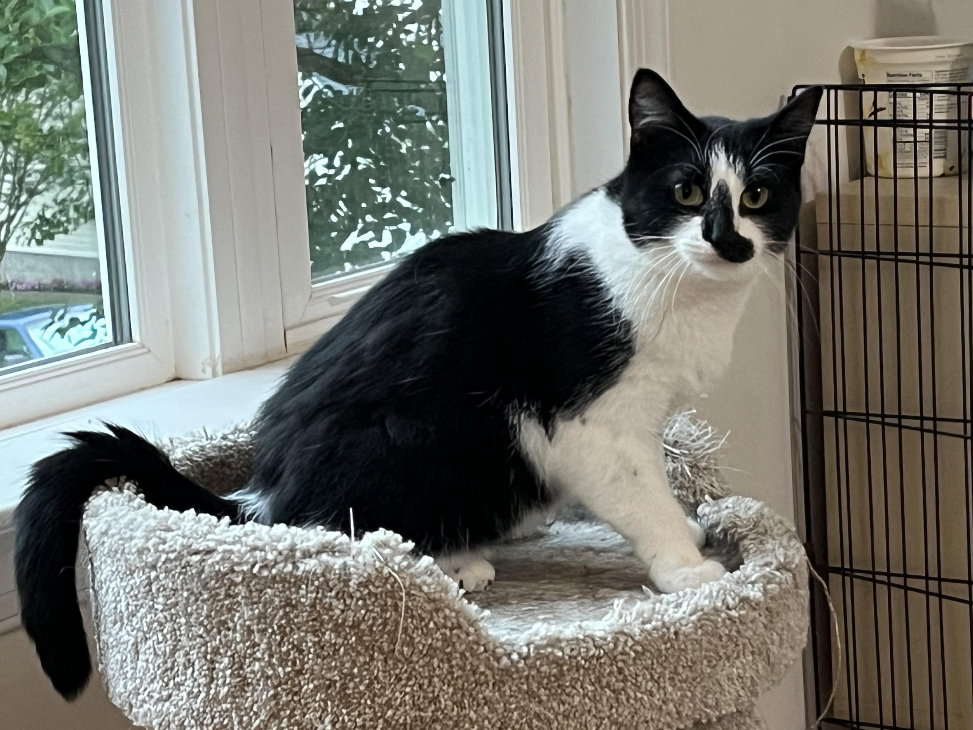 Abbi, ADOPTABLE, Young Female Domestic Short Hair.