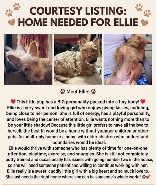 Ellie, Adoptable, Young Female Yorkshire Terrier.