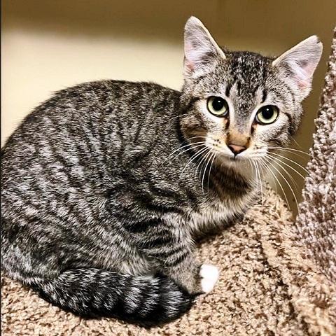 Snorlax, ADOPTABLE, Kitten Male Tabby.