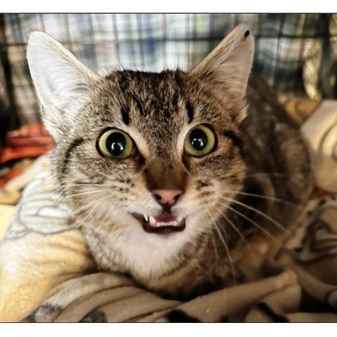 Snorlax, ADOPTABLE, Kitten Male Tabby.