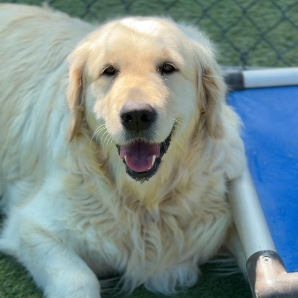 Enlarge Hannah CA, a Adopted Golden Retriever in Hillside, IL image 1/1