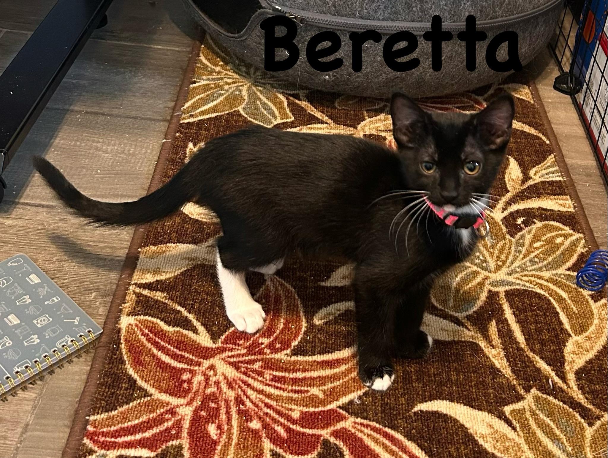 Enlarge Beretta, an adopted Tuxedo in Tucson, AZ image 1/1