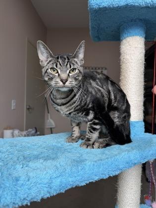 26-307 Elvis, Adoptable, Young Male Domestic Short Hair & Domestic Short Hair.