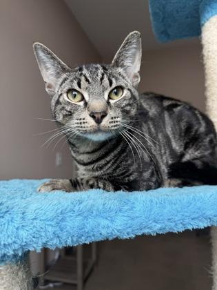 Enlarge 26-307 Elvis, a Adoptable mixed breed in Barnesville, GA image 2/2