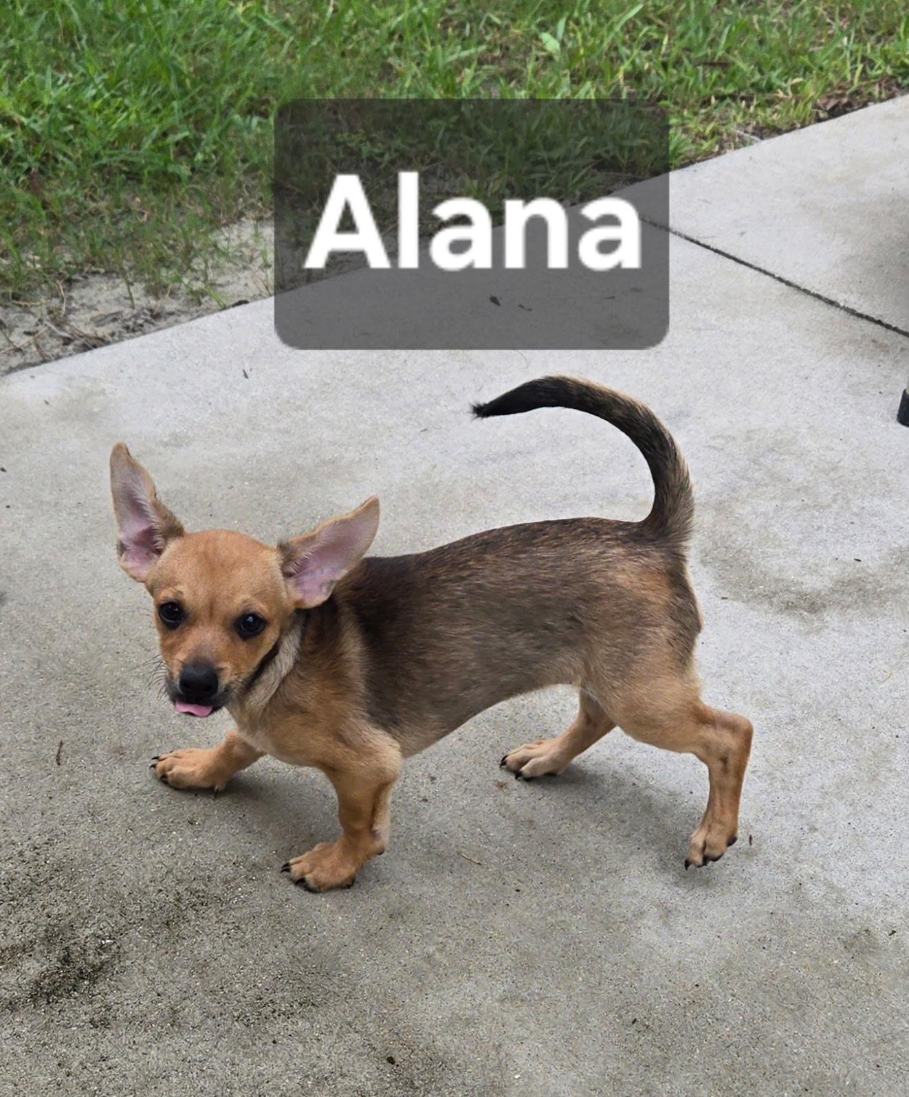 Enlarge Alana, a Adoptable mixed breed in Cape Coral, FL image 2/3