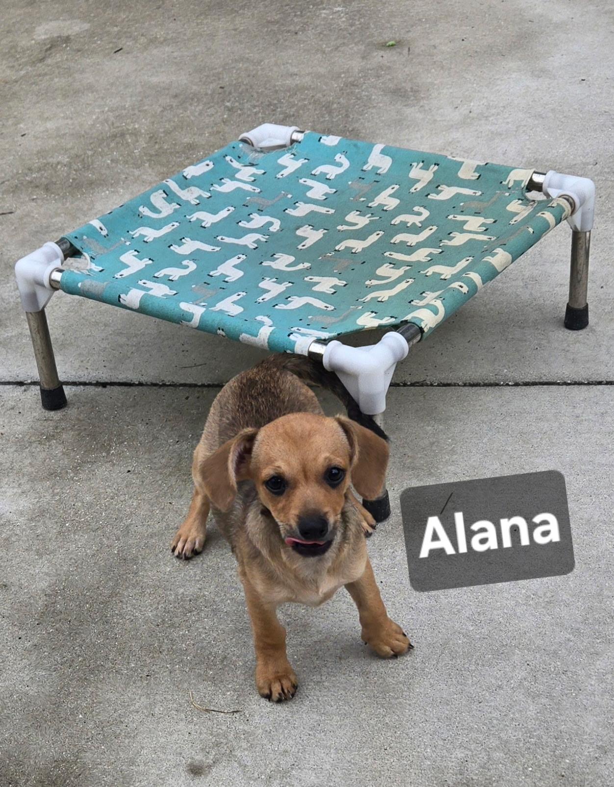 Enlarge Alana, a Adoptable mixed breed in Cape Coral, FL image 3/3