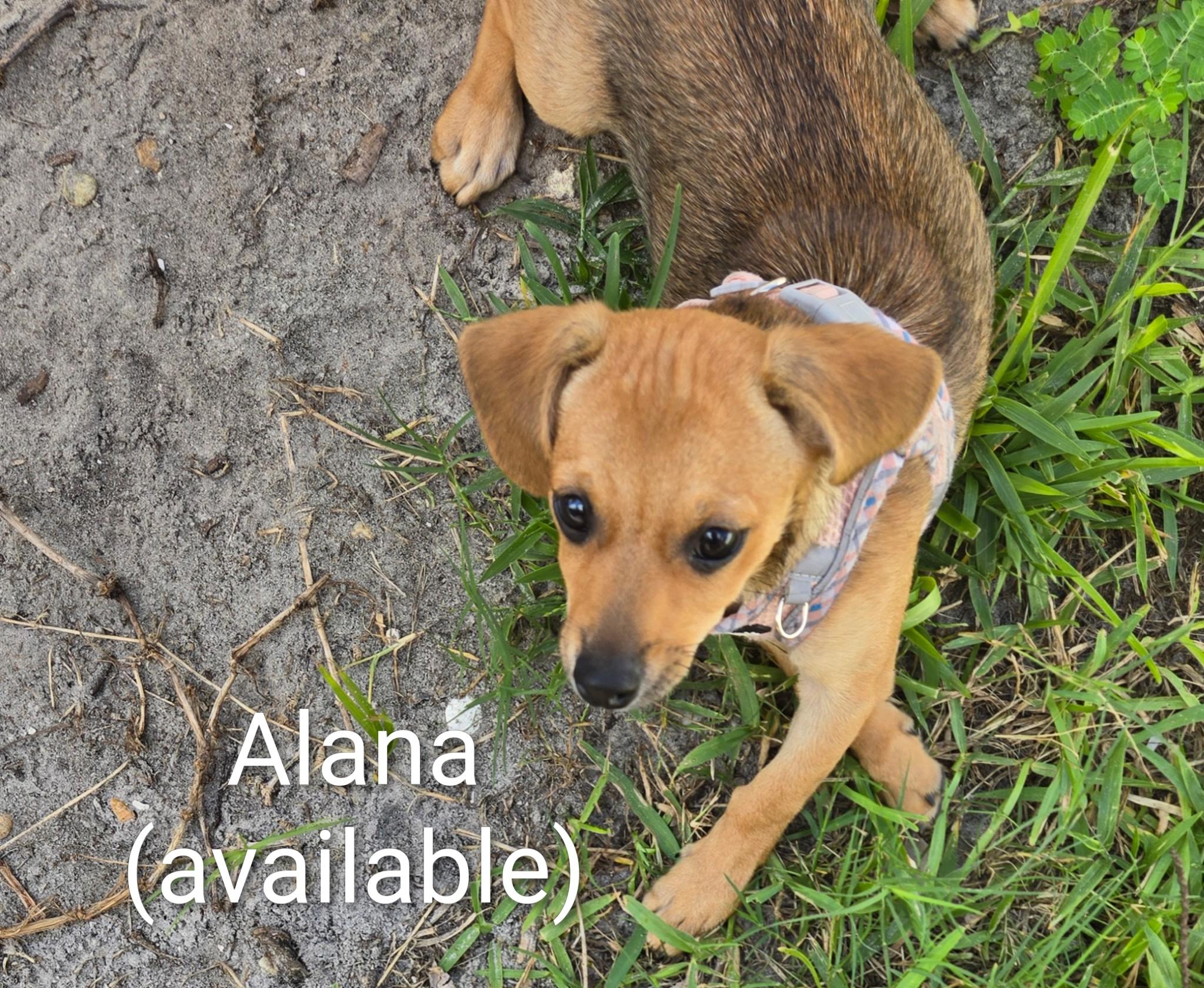 Alana, Adoptable, Puppy Female Chihuahua.