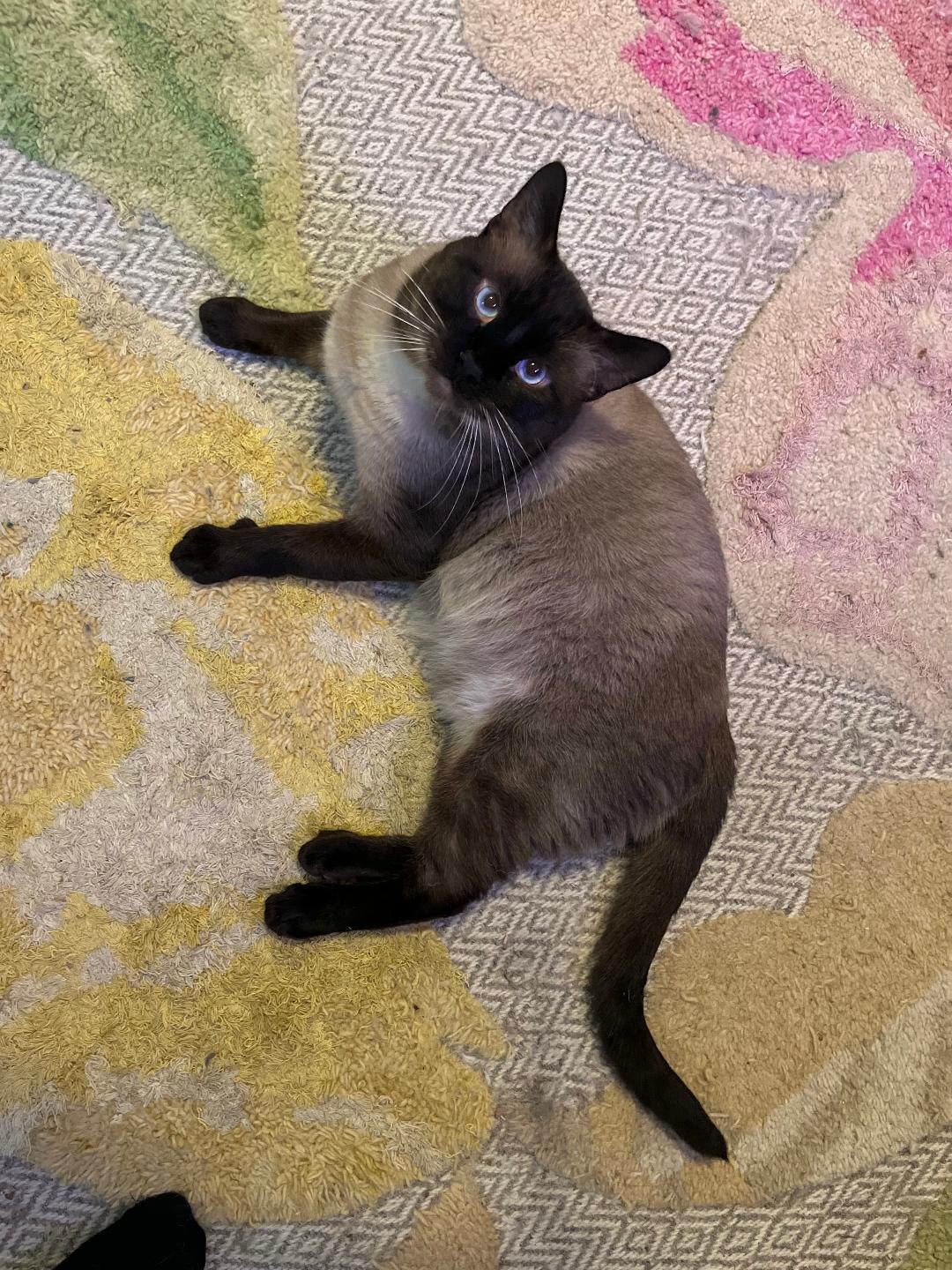 Hambo, Adult Male unknown