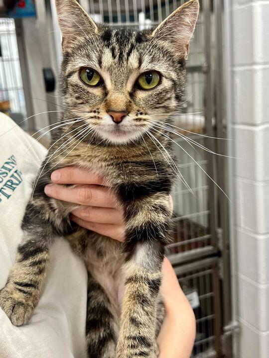 Enlarge Freya, a ADOPTABLE Domestic Short Hair in Maidens, VA image 1/2