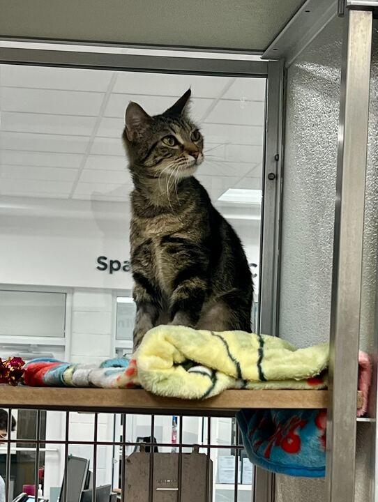 Enlarge Freya, a ADOPTABLE Domestic Short Hair in Maidens, VA image 2/2