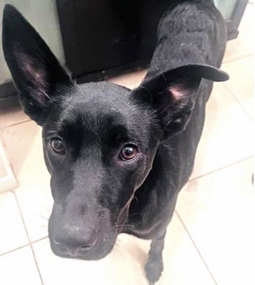 VADER, Adoptable, Young Male Labrador Retriever & Mixed Breed.