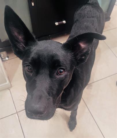 Enlarge VADER, a Adoptable mixed breed in Houston, TX image 1/1