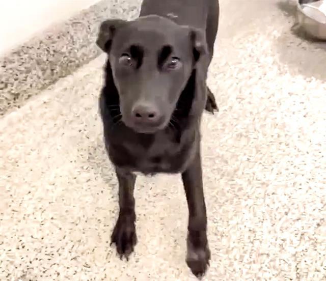 Enlarge VADER, a Adoptable mixed breed in Houston, TX image 1/1