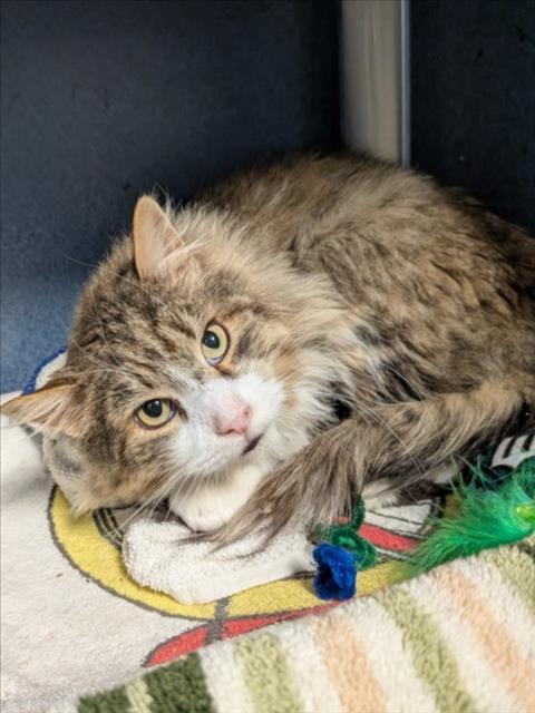 Enlarge KITTY SMALLS, a Adoptable Domestic Long Hair in Loveland, CO image 1/1