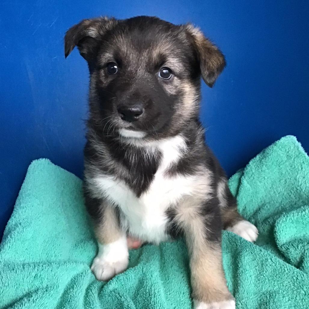 Freya, Adoptable, Puppy Female Mixed Breed.