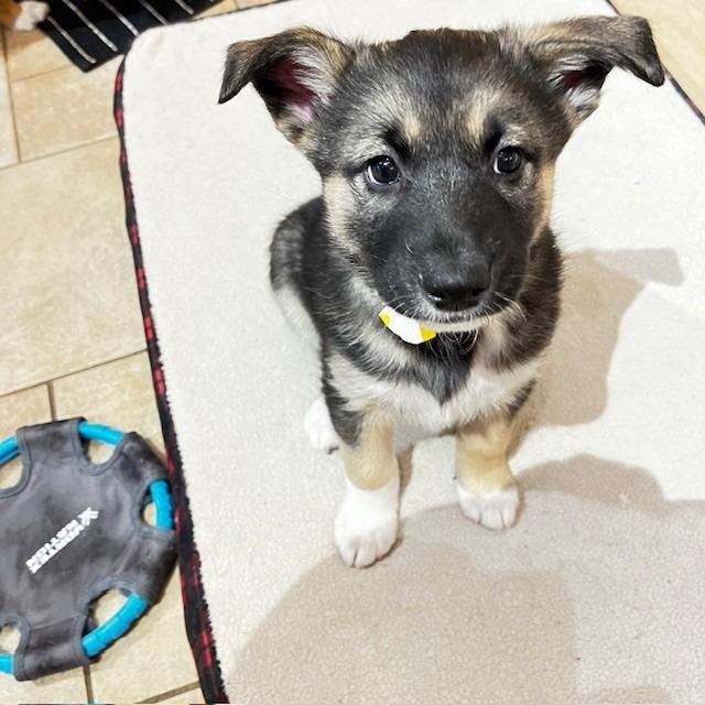 Enlarge Freya, a Adoptable Mixed Breed in Calgary, AB image 2/2