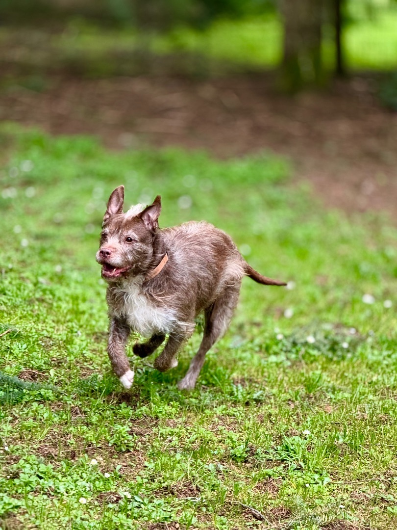 Taylor, a Adoptable Pit Bull Terrier in Eugene, OR image 2/5