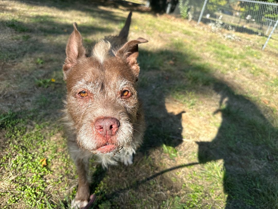 Taylor, a Adoptable Pit Bull Terrier in Eugene, OR image 5/5