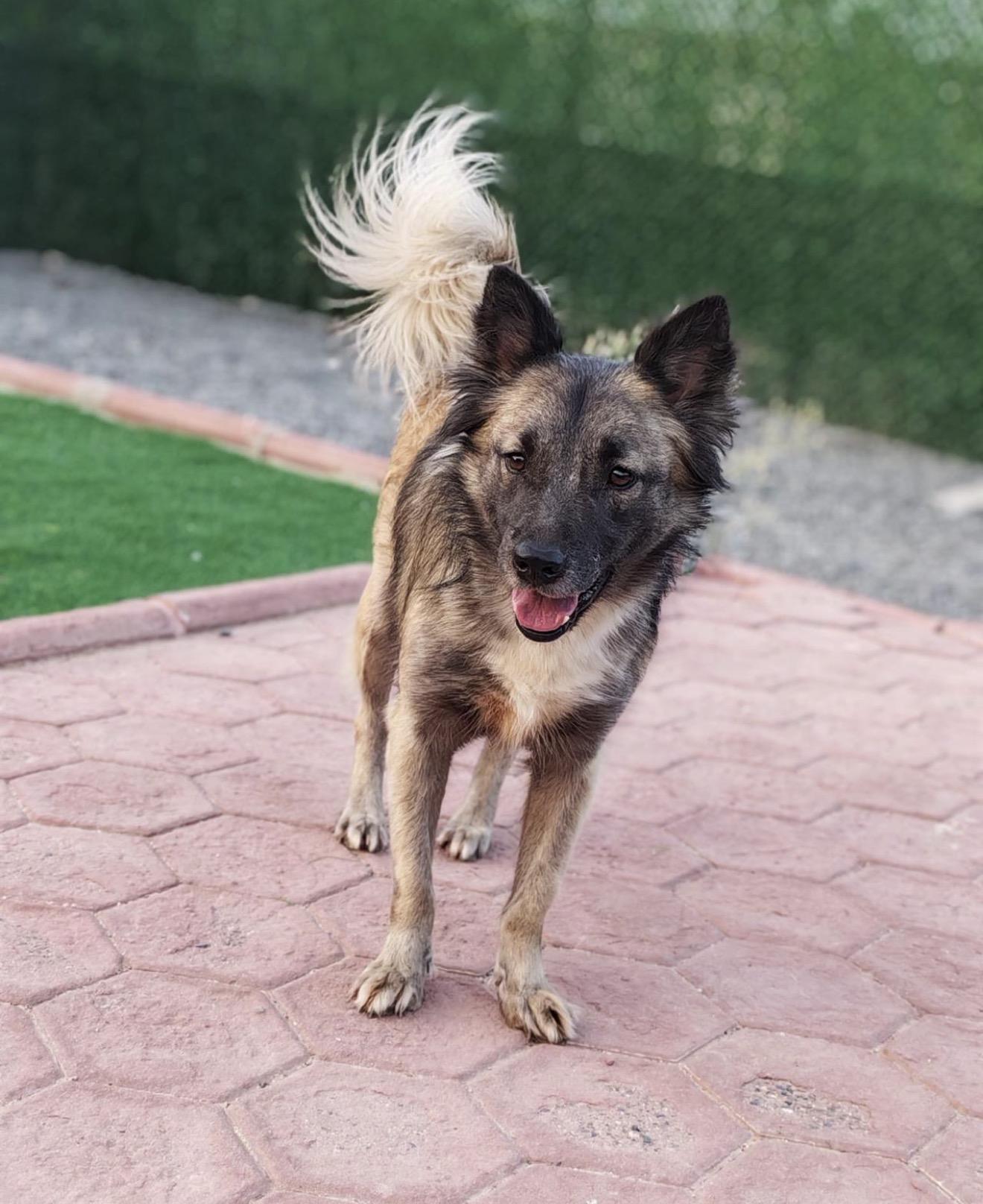 Enlarge Sasha - Foster Needed, a Adoptable mixed breed in Huntingtown, MD image 2/3