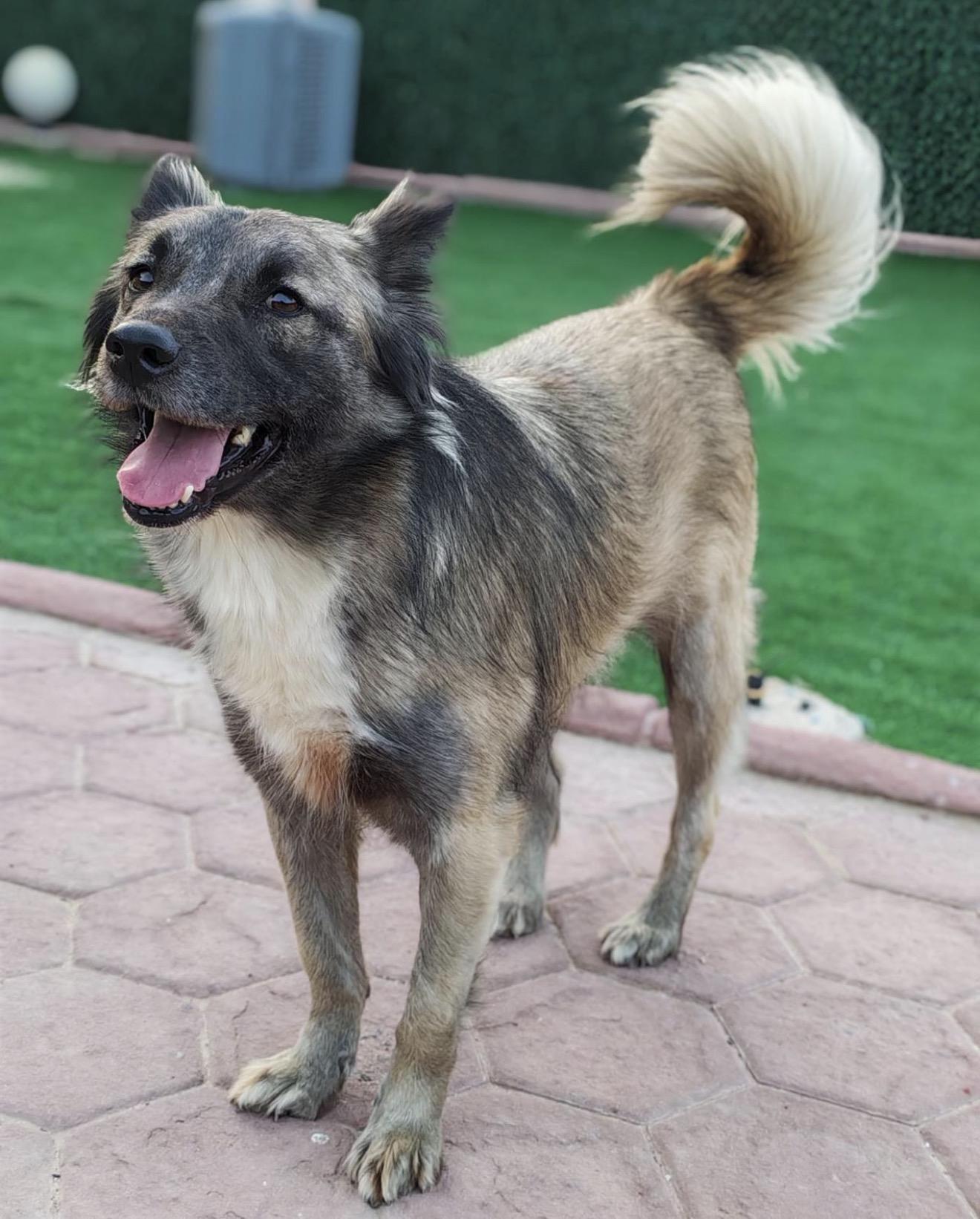 Enlarge Sasha - Foster Needed, a Adoptable mixed breed in Huntingtown, MD image 3/3