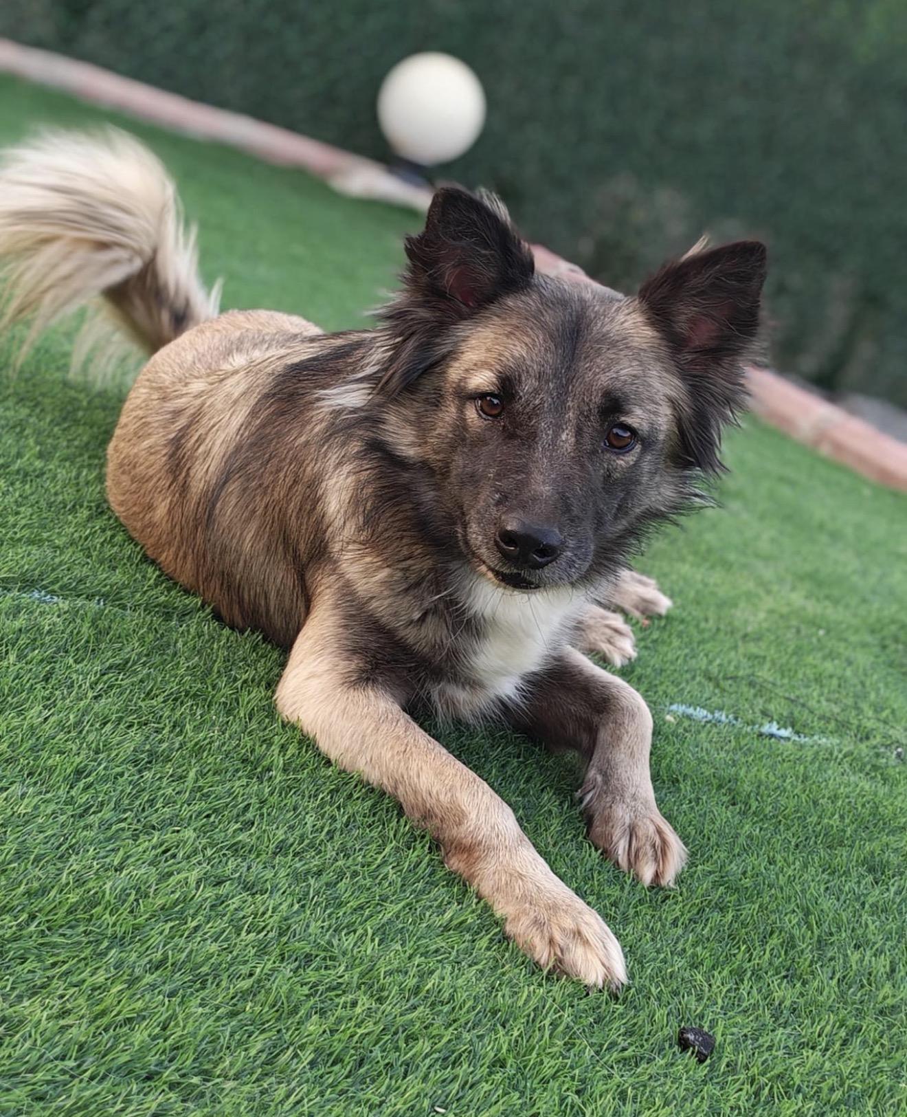Sasha - Foster Needed, Adoptable, Young Female Shepherd.
