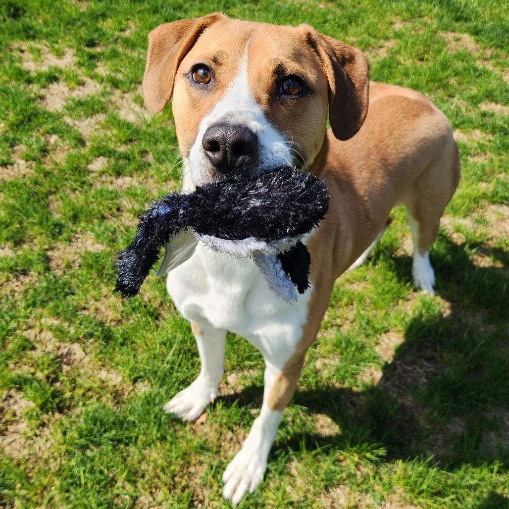 Enlarge Alvin, a Adoptable mixed breed in Fort Wayne, IN image 1/6