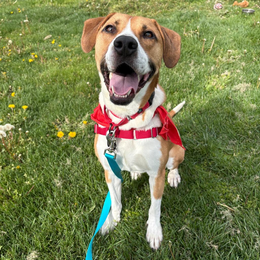 Enlarge Alvin, a Adoptable mixed breed in Fort Wayne, IN image 2/6