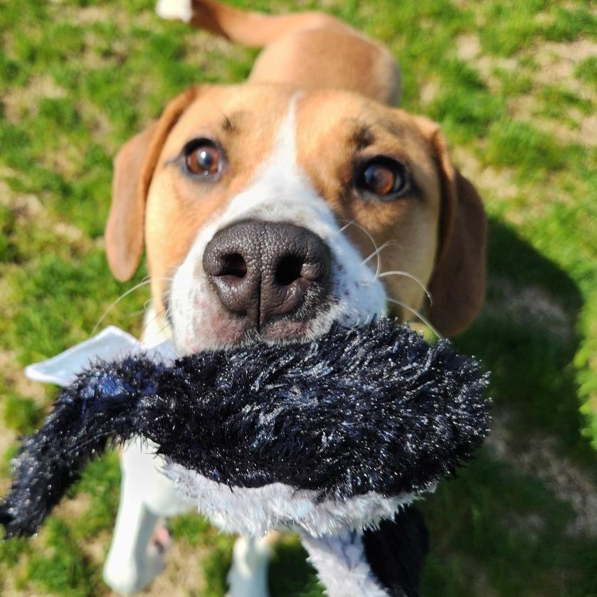 Enlarge Alvin, a Adoptable mixed breed in Fort Wayne, IN image 3/6