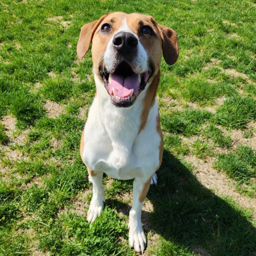 Enlarge Alvin, a Adoptable mixed breed in Fort Wayne, IN image 4/6