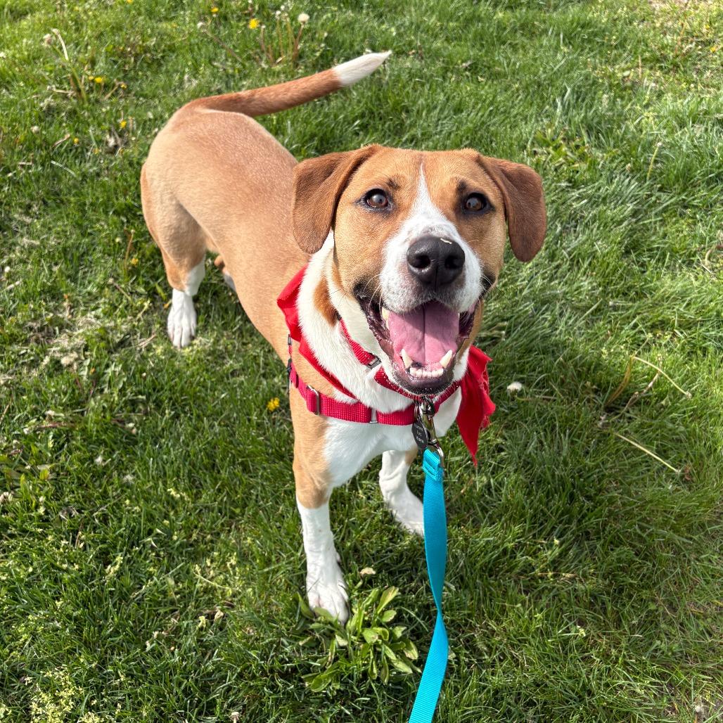 Enlarge Alvin, a Adoptable mixed breed in Fort Wayne, IN image 5/6
