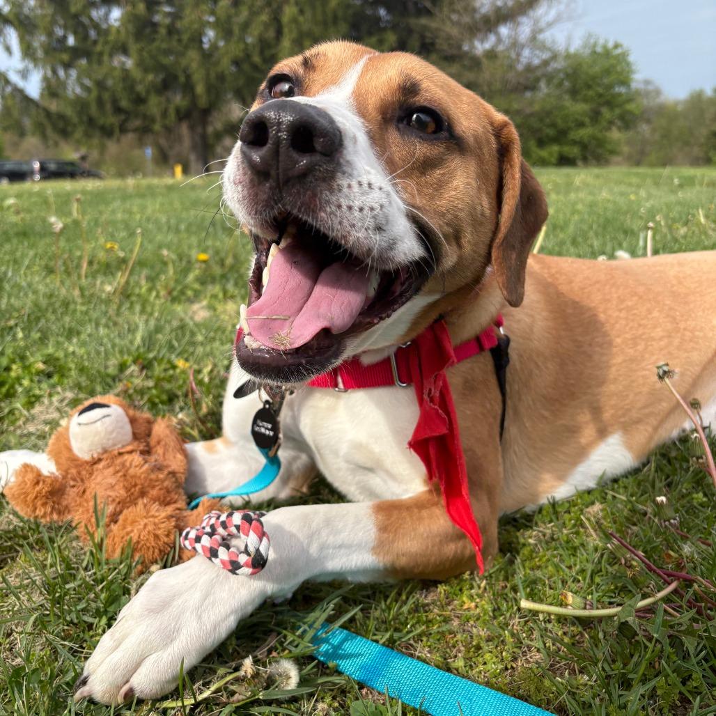 Enlarge Alvin, a Adoptable mixed breed in Fort Wayne, IN image 6/6