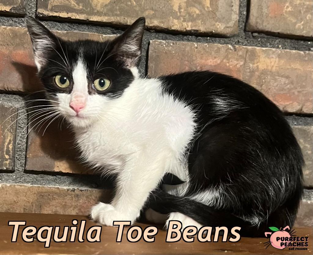 Tequila Toe Beans, Adoptable, Kitten Male Domestic Short Hair.