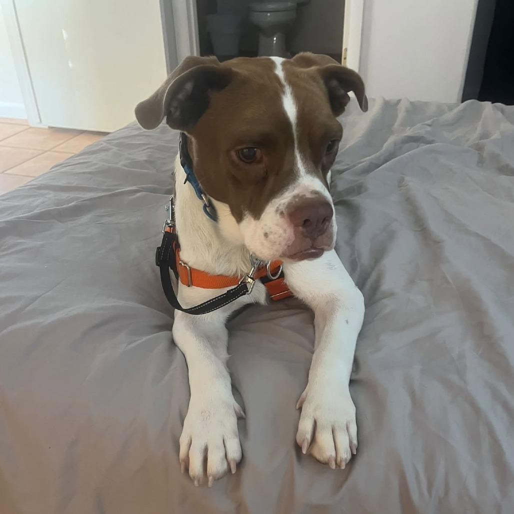 Enlarge Kiroshi, a Adoptable mixed breed in Kanab, UT image 1/6