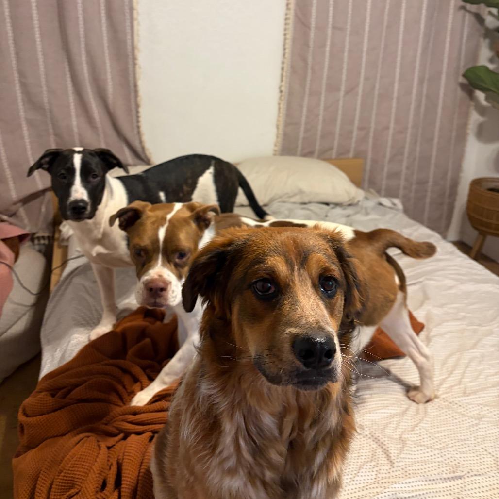Enlarge Kiroshi, a Adoptable mixed breed in Kanab, UT image 2/6