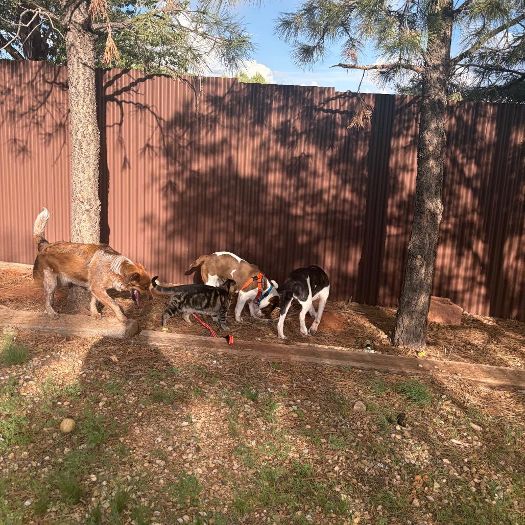 Enlarge Kiroshi, a Adoptable mixed breed in Kanab, UT image 3/6